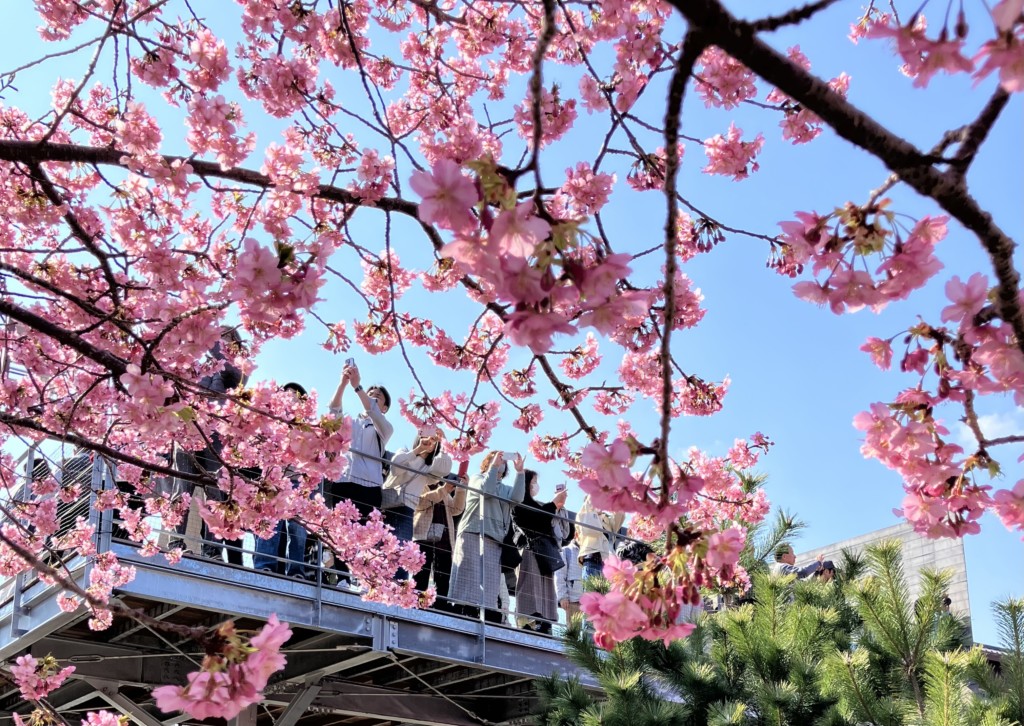 河津桜まつりの桜デッキ